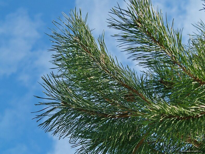 igle za zdravljenje cervikalne osteohondroze